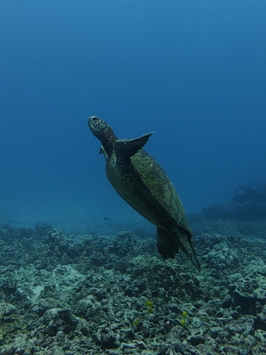Green Sea Turtle observed by traceefugate