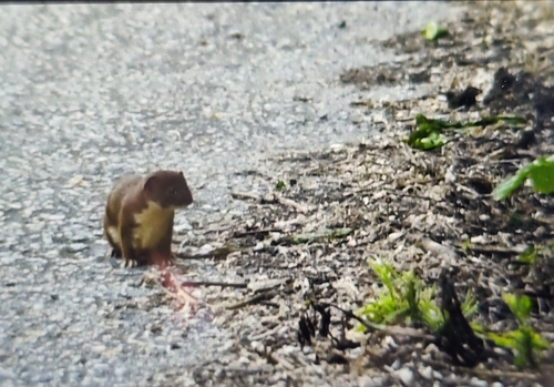 Least Weasel