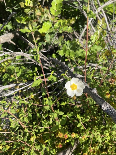 Sage-leaved Rock-rose