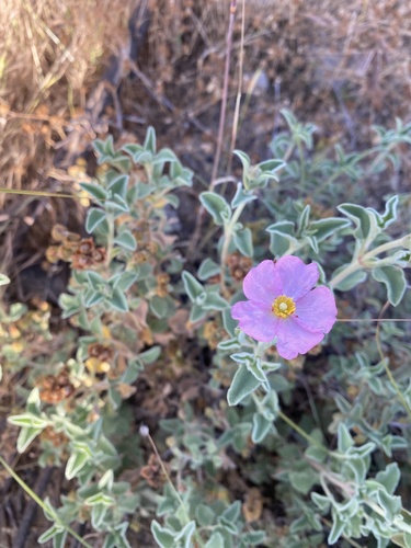Small-flowered Rockrose