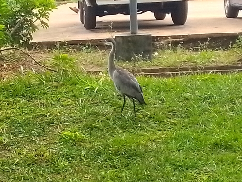 Black-headed Heron