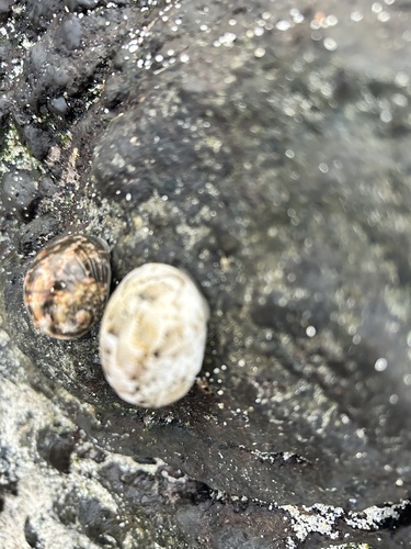 Polished Nerite