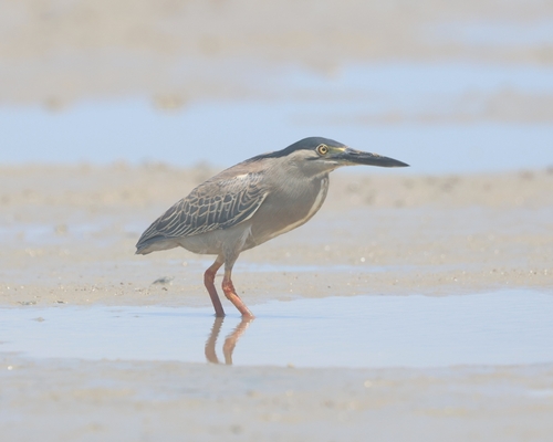 Little Heron