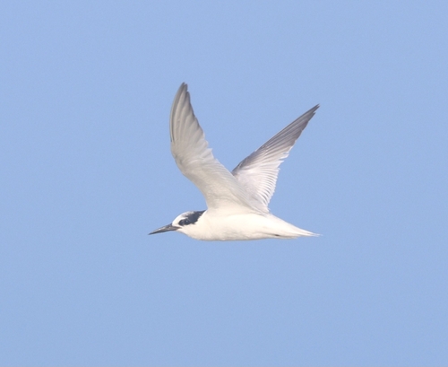 Little Tern