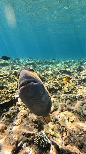 Titan Triggerfish — seen at this dive site