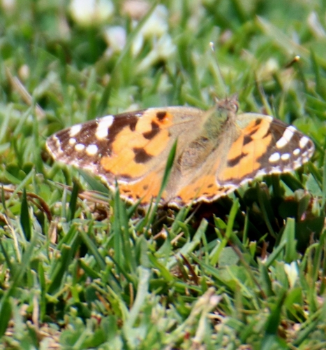 Painted Lady