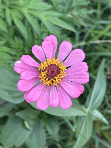 Elegant Zinnia