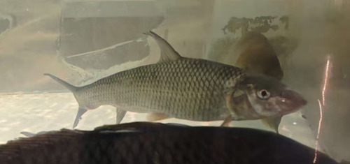 Barbel Steed