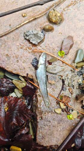 Amur Minnow