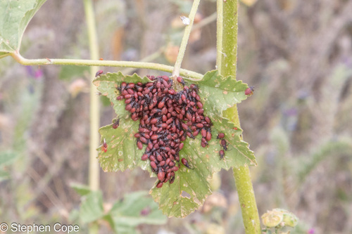 Lime seed bug