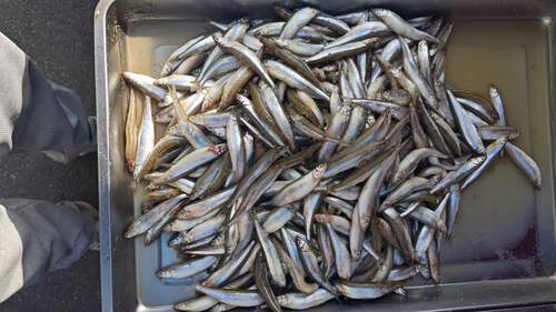 Pond Smelt
