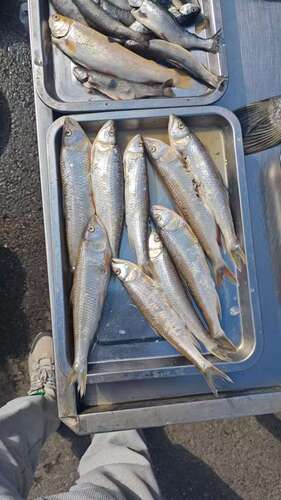 Chinese Hooksnout Carp