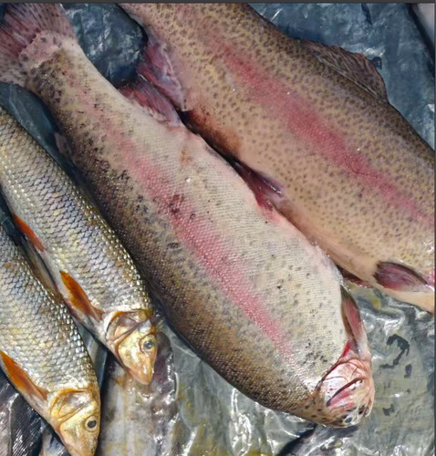 Rainbow Trout