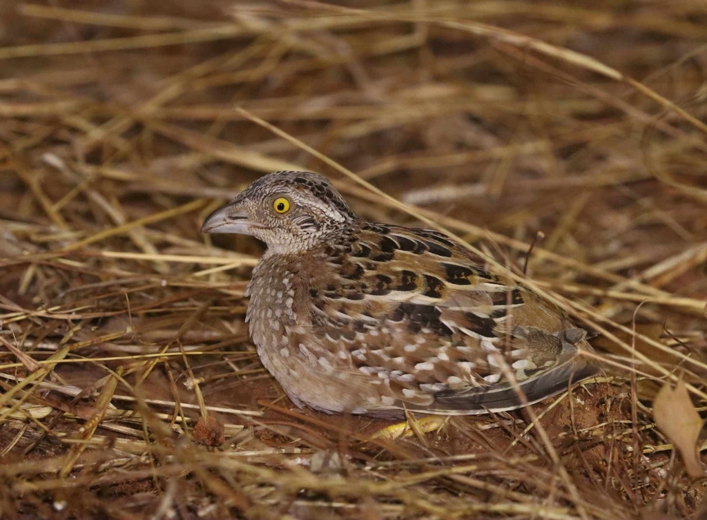 Chestnut-backed Buttonquail (Turnix castanotus) photo