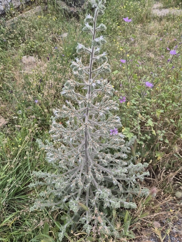 Pale Bugloss