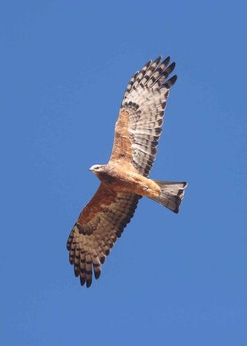 Square-tailed Kite