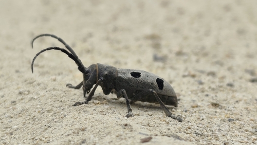 Morimus funereus
