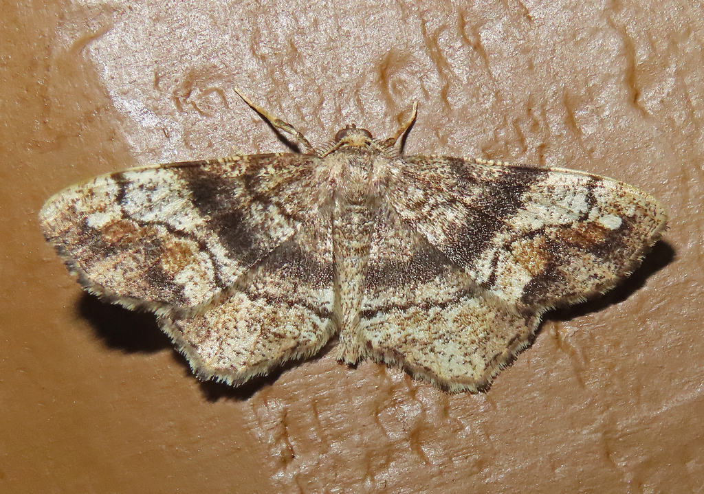 One-spotted Variant from Fentress County, TN, USA on May 13, 2026 at 06 ...