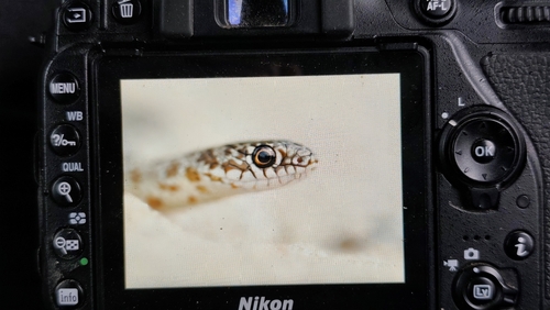 Caspian Whipsnake