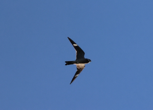 Common Nighthawk observed by dan14182