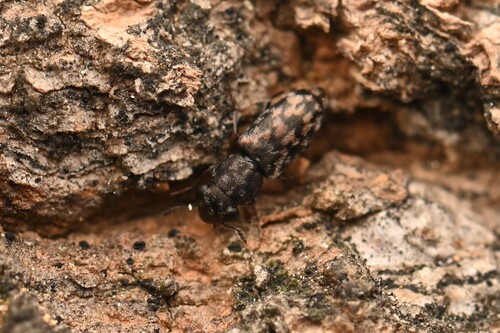 Elacatis ocularis