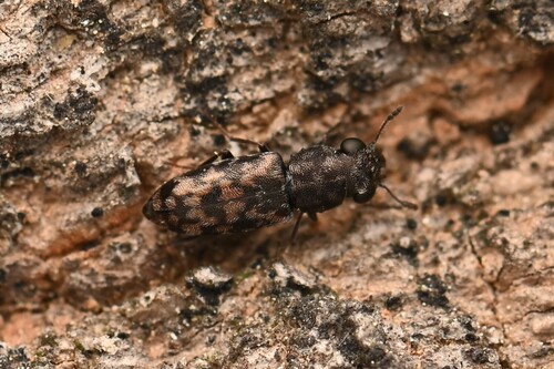 Elacatis ocularis