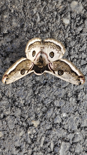 Saturnia pyretorum