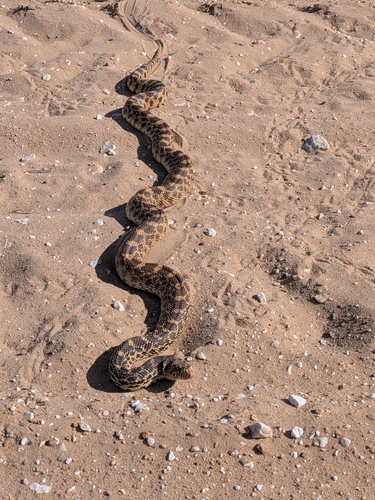 Gopher Snake