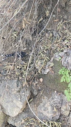 White-crowned Forktail