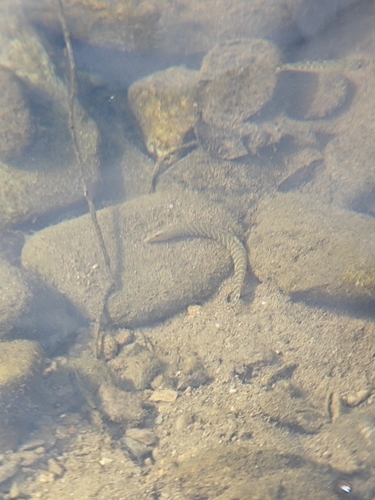 Cobitis laterimaculata
