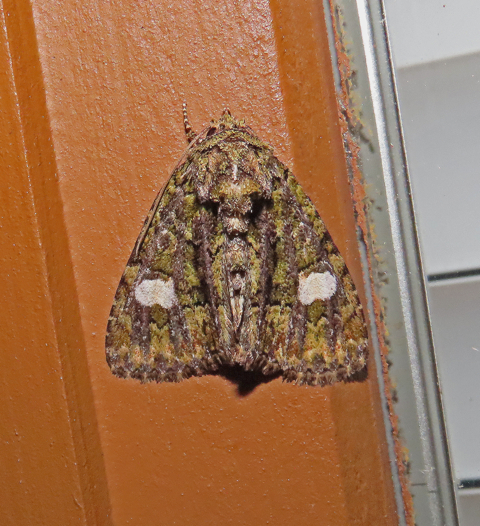 Spotted Phosphila Moth from Fentress County, TN, USA on May 10, 2026 at ...