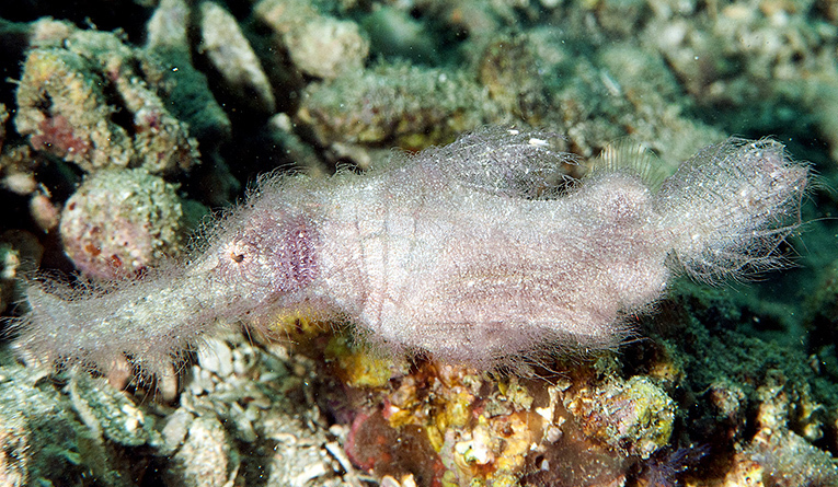 Ghost pipefish
