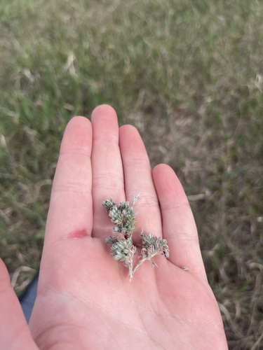 fringed sagebrush