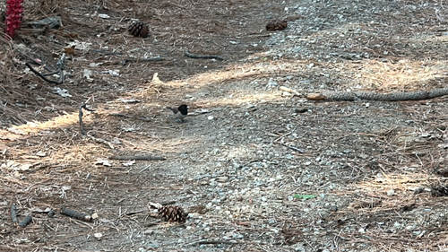 iNaturalist observation photo of Dark-eyed Junco