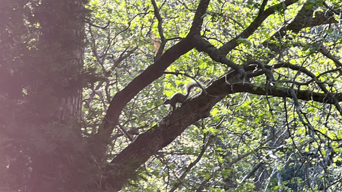 iNaturalist observation photo of Western Gray Squirrel