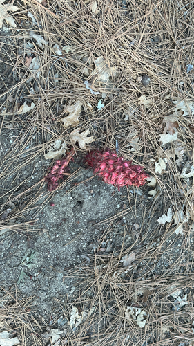 iNaturalist observation photo of Snowplant