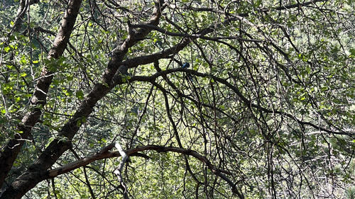 iNaturalist observation photo of Steller's Jay