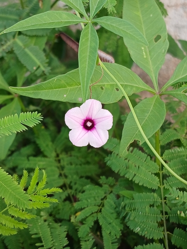 Wright's morning-glory (Ipomoea wrightii)