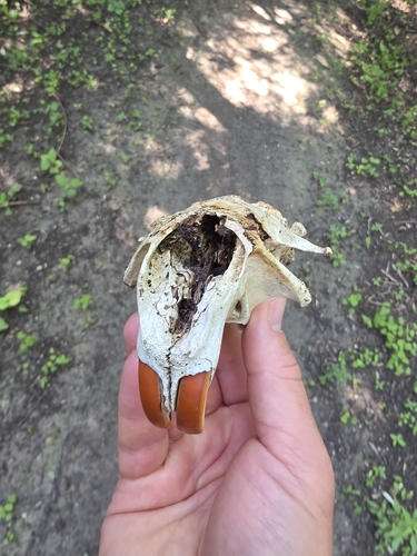 animal observation 2
