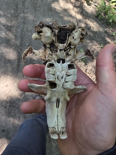 animal observation 4
