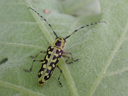 Ladder-marked Longhorn Beetle