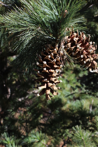 Styles's white pine