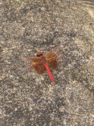 Orange-winged Dropwing
