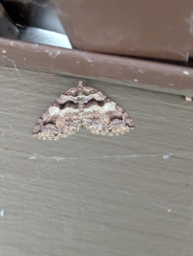 Variable Carpet Moth
