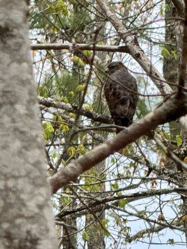 Broad-winged Hawk observed by tesswass