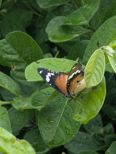 Danaid Eggfly