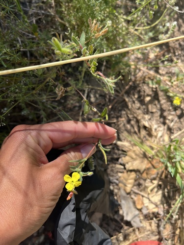 iNaturalist observation photo of evening primrose family