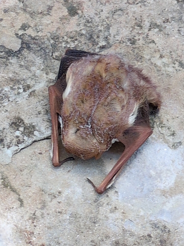 Eastern Red Bat observed by pjweisskopf