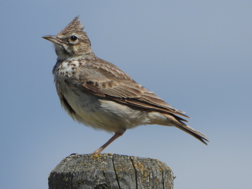 Thekla's Lark