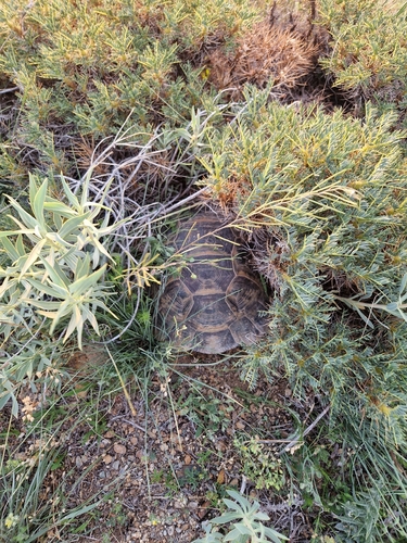 Asia Minor Tortoise